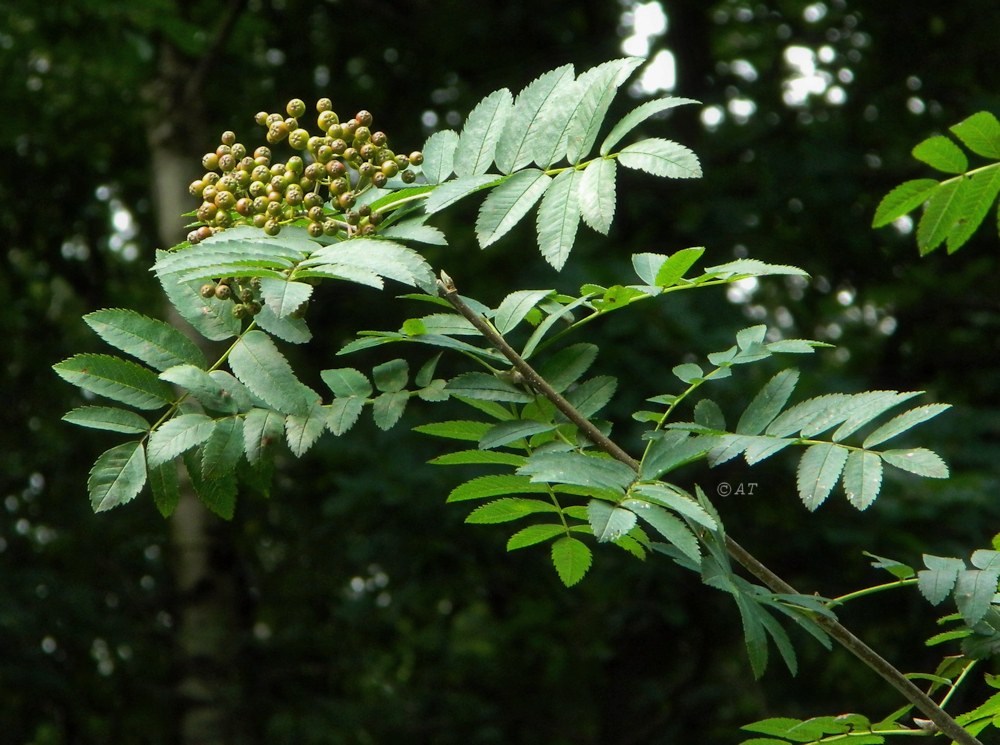 Изображение особи Sorbus aucuparia.