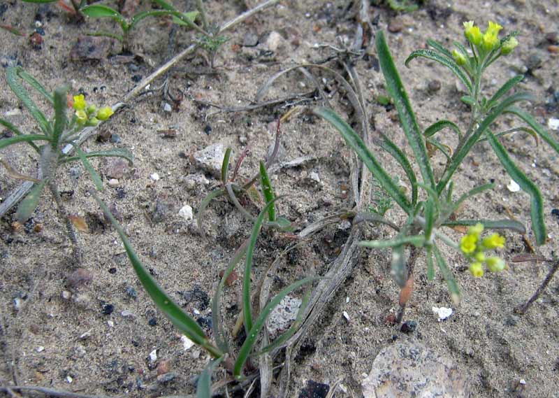 Image of Meniocus linifolius specimen.