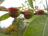 Salix gracilistyla