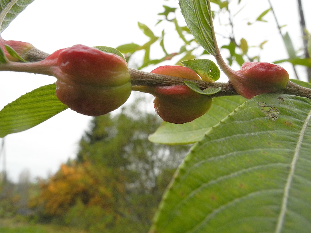 Изображение особи Salix gracilistyla.