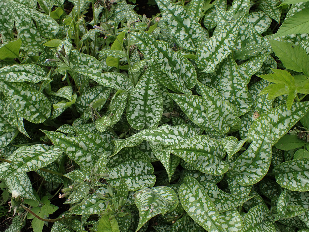 Изображение особи Pulmonaria officinalis.