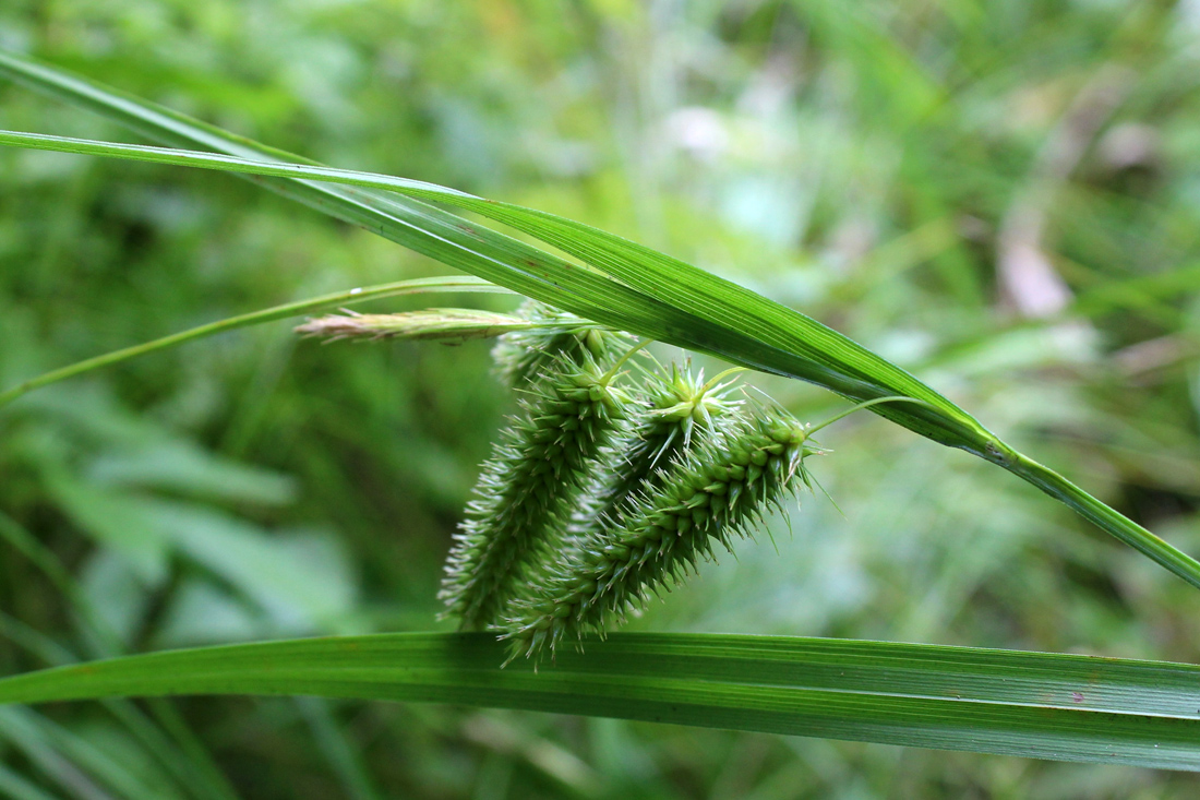 Изображение особи Carex pseudocyperus.