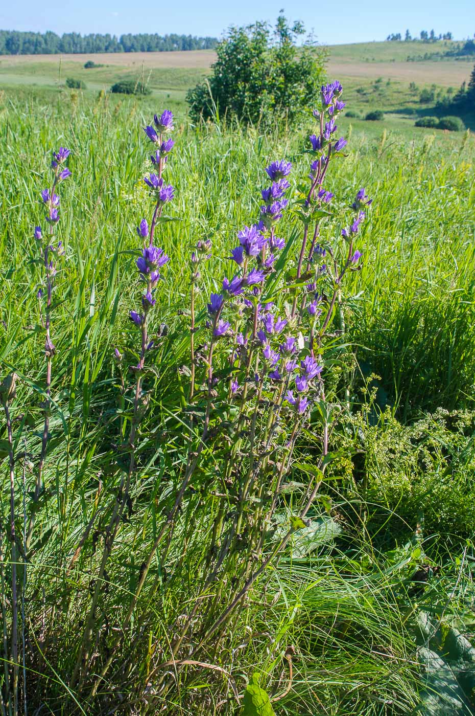 Изображение особи Campanula farinosa.