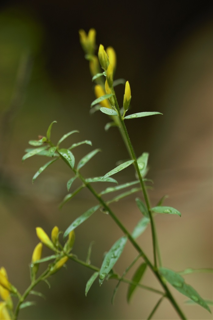 Изображение особи Genista patula.