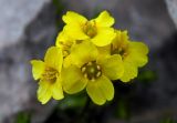 Draba scabra. Цветки. Республика Адыгея, Майкопский р-н, Кавказский биосферный заповедник, вершина горы Фишт, между камнями, выс. 2867 м н.у.м. 16.07.2017.