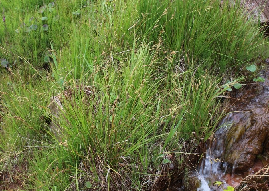 Image of Carex diluta specimen.