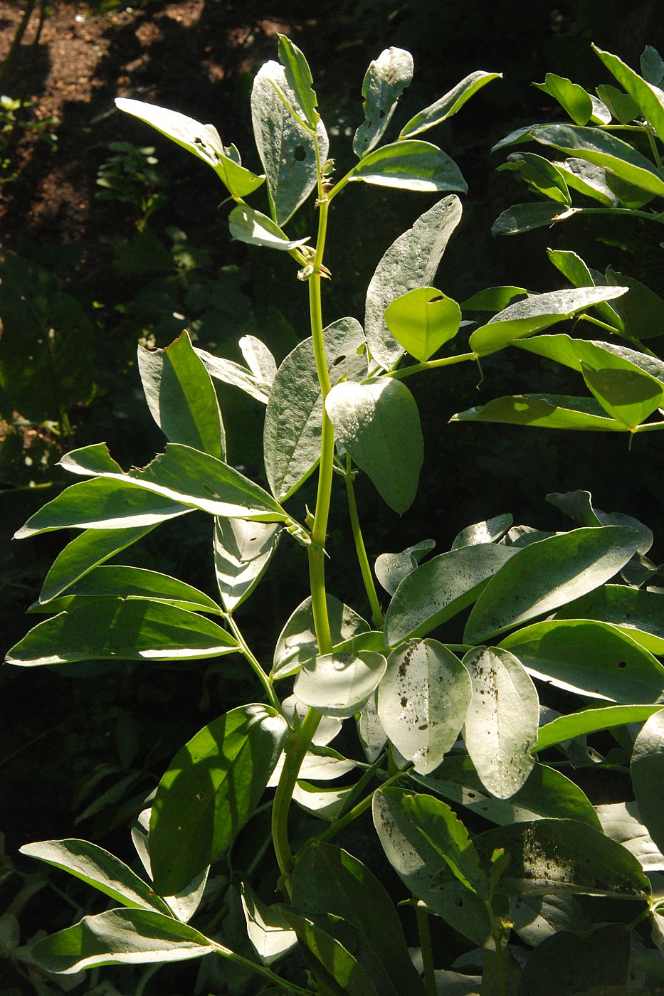 Изображение особи Vicia faba.