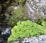 Geranium macrorrhizum