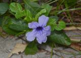 Ruellia tuberosa. Верхушка побега с цветком. Таиланд, о-в Пхукет, курорт Ката, обочина дороги вдоль канала. 11.01.2017.