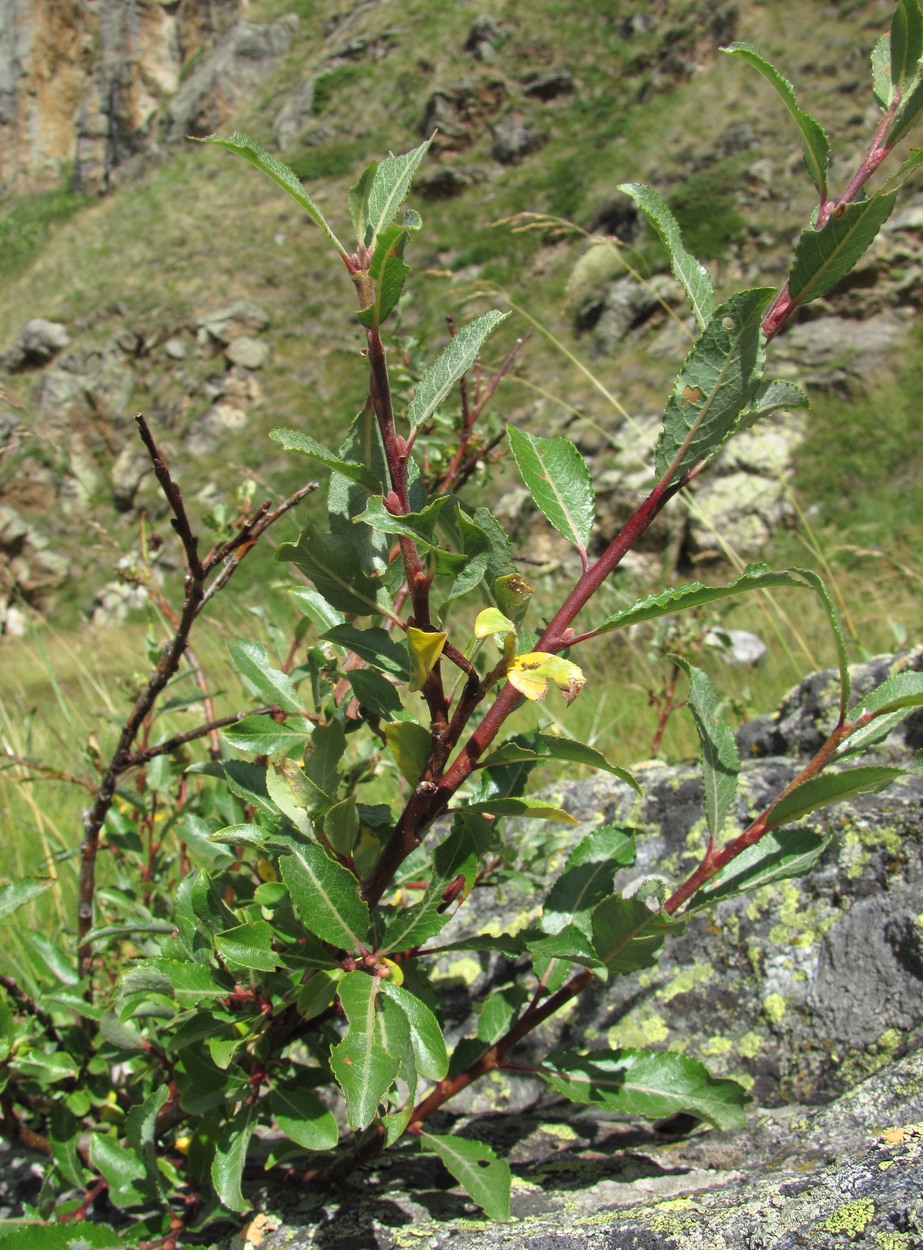 Image of Salix kuznetzowii specimen.