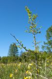 Larix sibirica