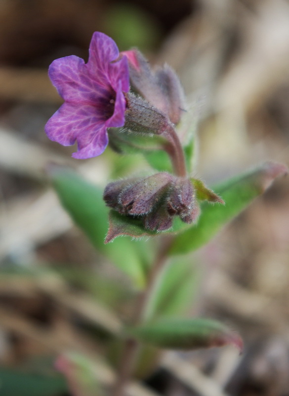 Изображение особи Pulmonaria obscura.