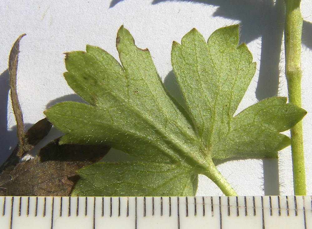 Image of Ranunculus baidarae specimen.