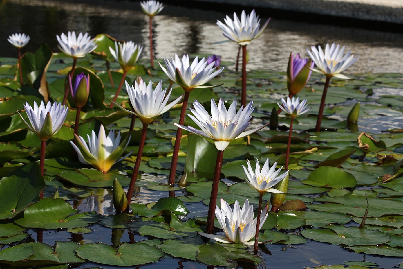 Image of Nymphaea odorata specimen.