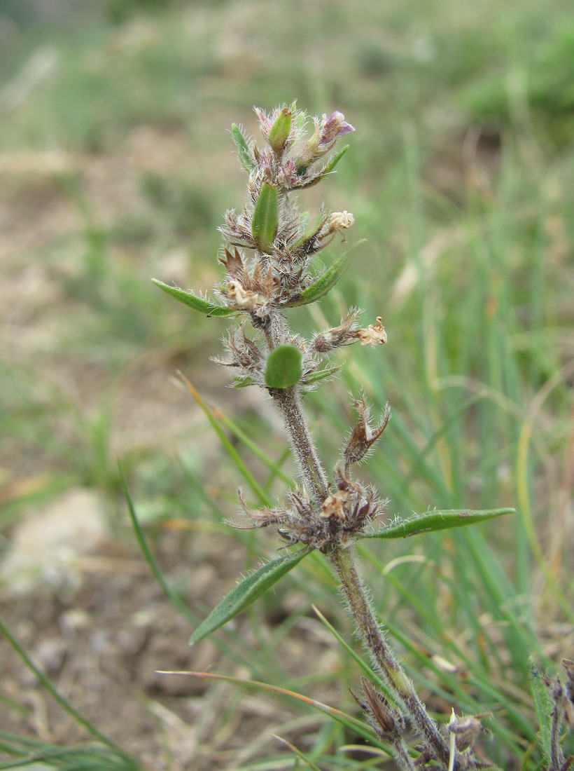 Image of Thymus elisabethae specimen.