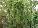 Dolichandra unguis-cati. Побеги с созревающими плодами. Австралия, г. Брисбен, парк, одичавшее. 02.12.2017.