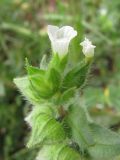 Nonea echioides. Соцветие с цветками и плодами. Крым, Севастополь, 9 мая 2010 г.