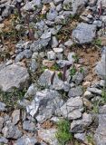 Hordeum turkestanicum. Цветущие растения. Таджикистан, Фанские горы, перевал Талбас, ≈ 3500 м н.у.м., осыпающийся каменистый склон. 01.08.2017.