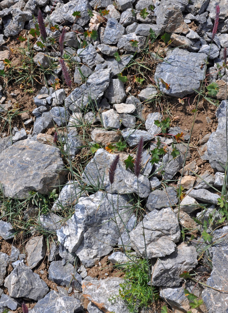 Изображение особи Hordeum turkestanicum.