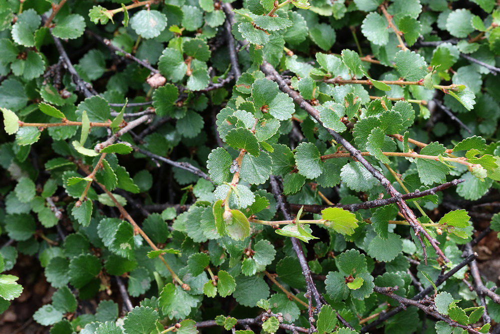 Image of Betula nana specimen.