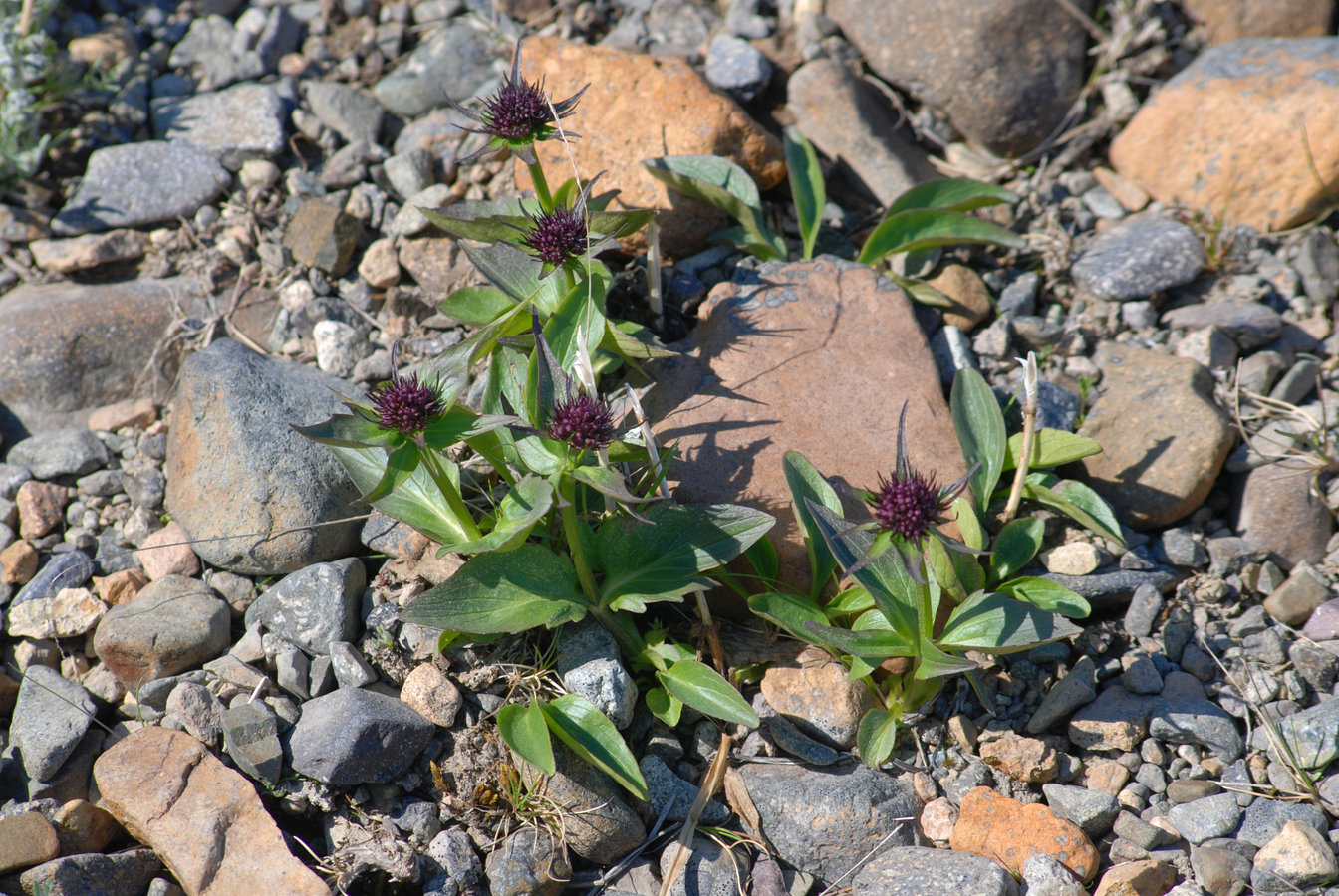 Image of Valeriana capitata specimen.