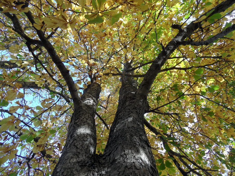 Изображение особи Aesculus hippocastanum.