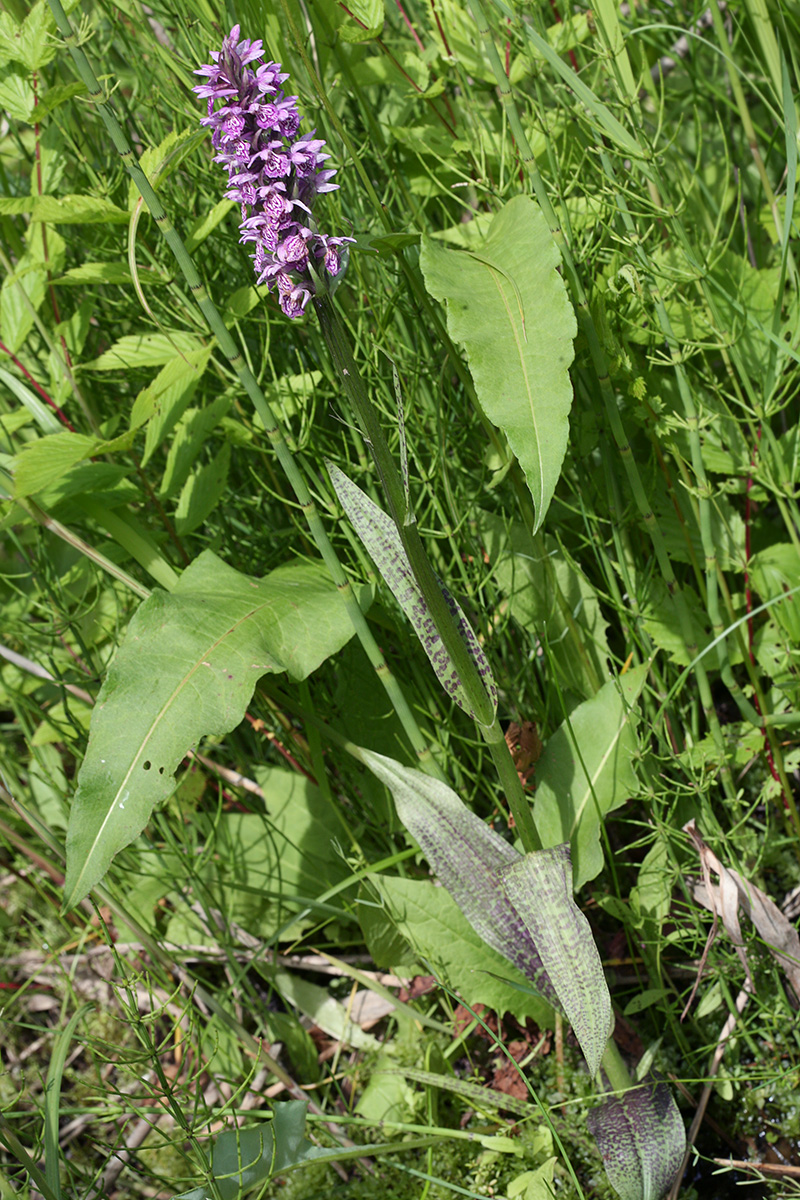 Image of Dactylorhiza baltica specimen.