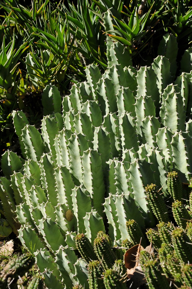 Image of Euphorbia resinifera specimen.