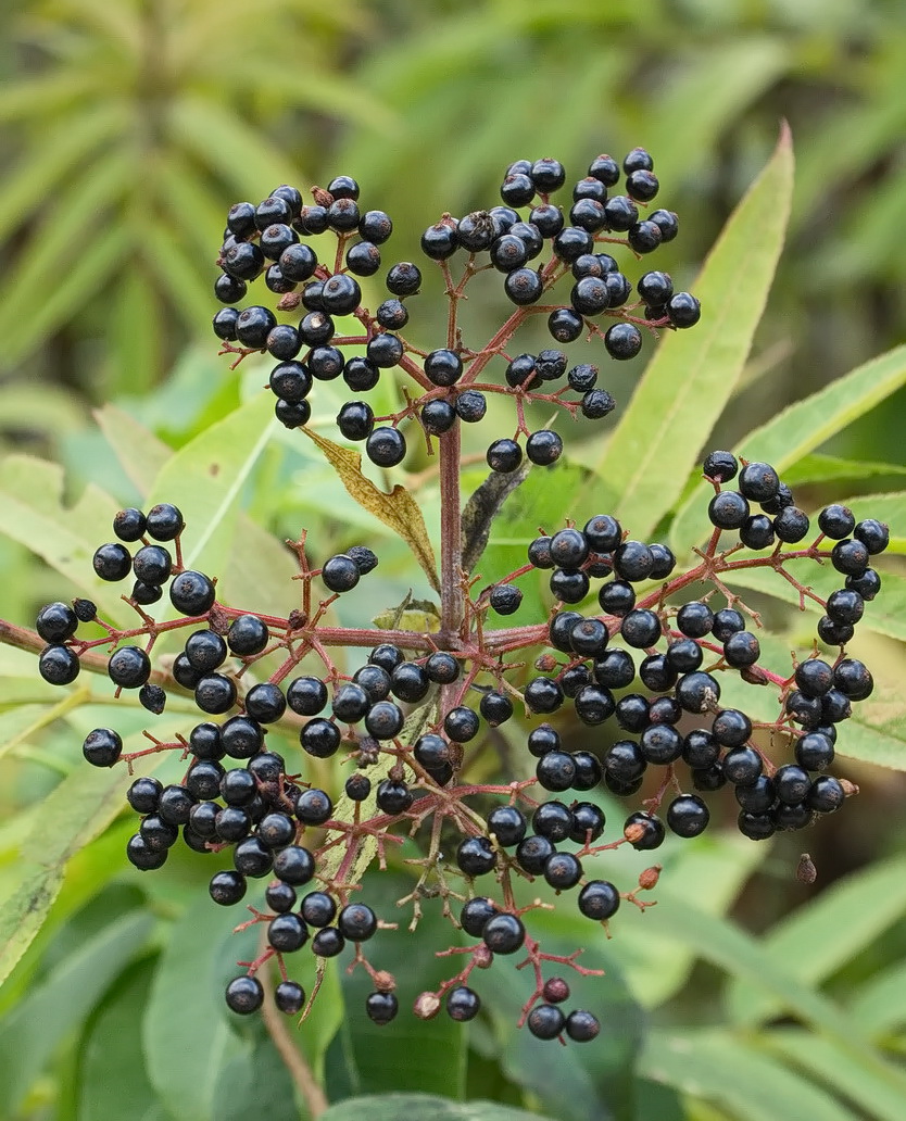 Image of Sambucus ebulus specimen.