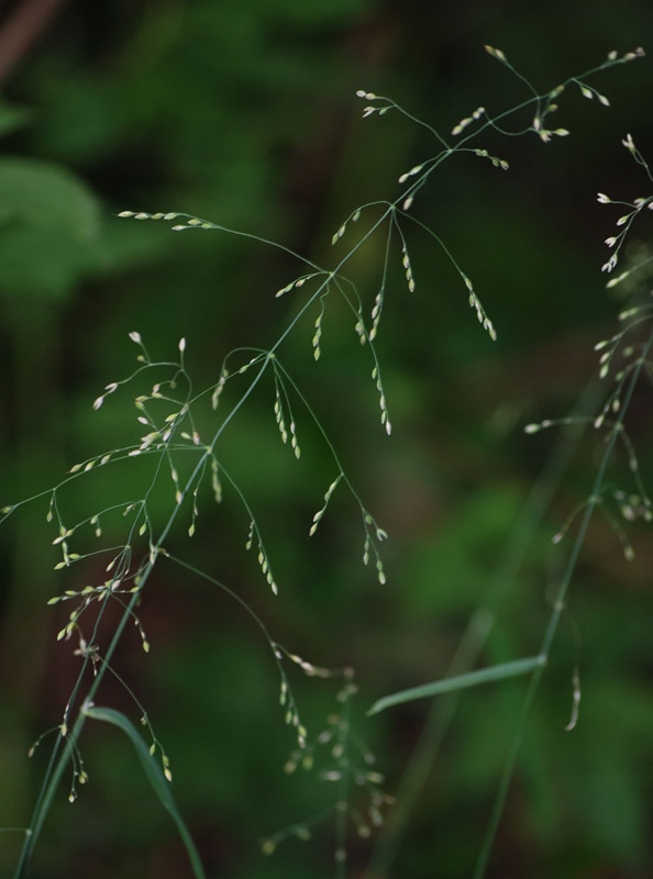 Image of Milium effusum specimen.