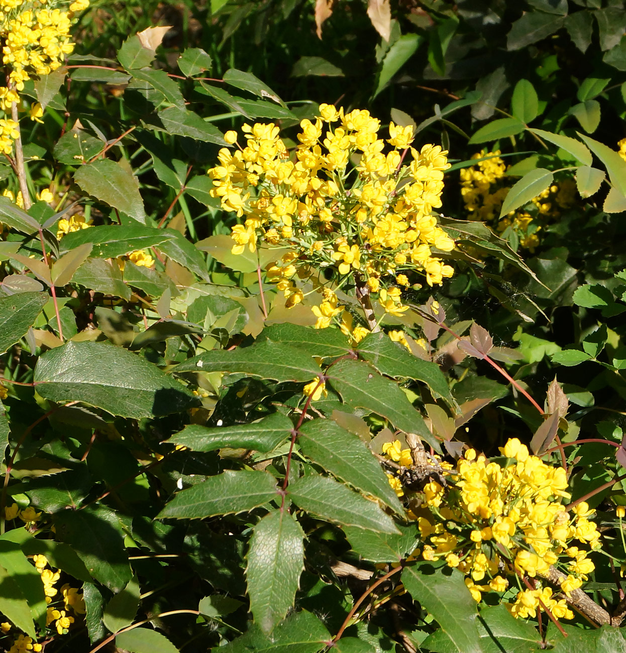 Image of Mahonia aquifolium specimen.