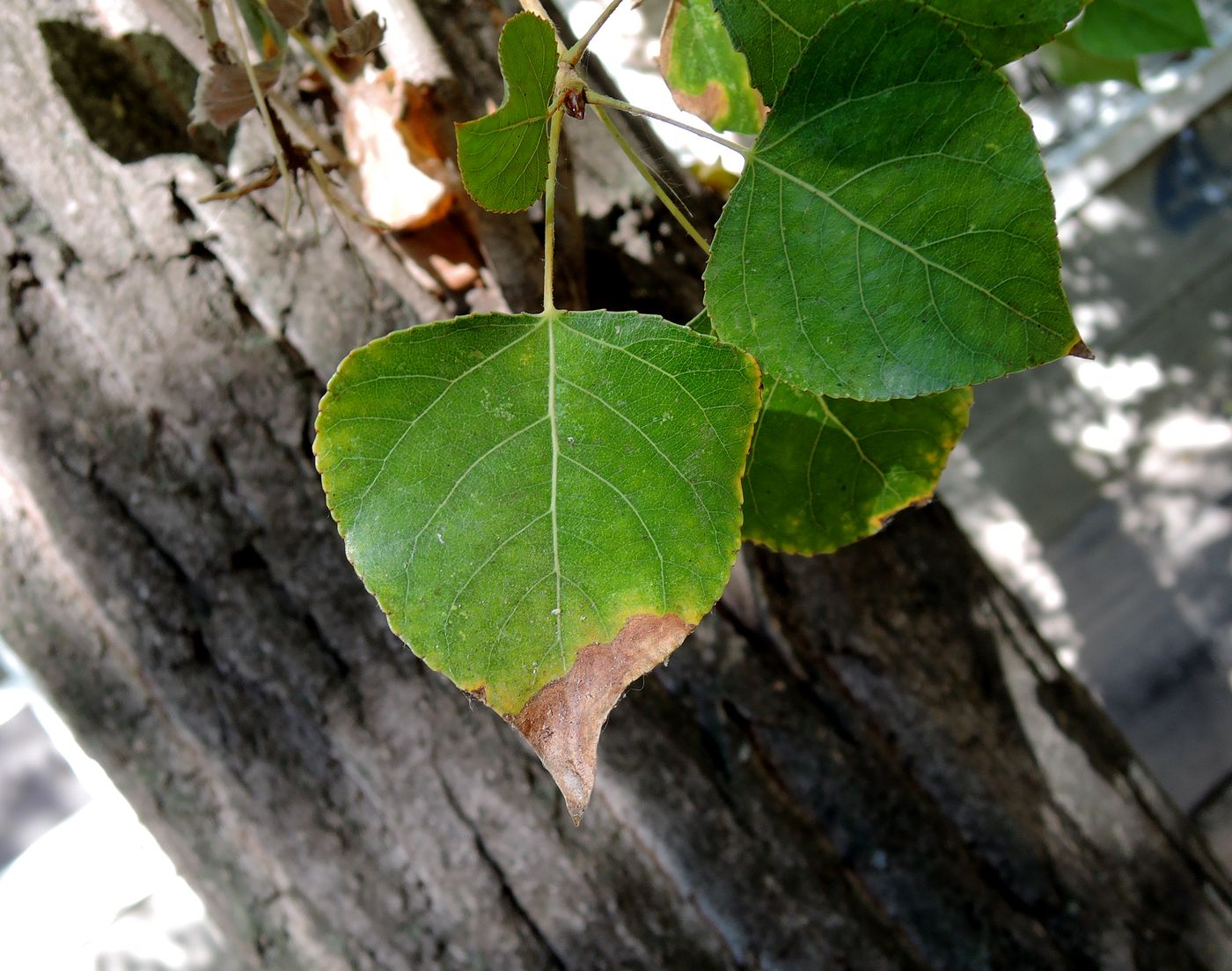 Image of Populus italica specimen.