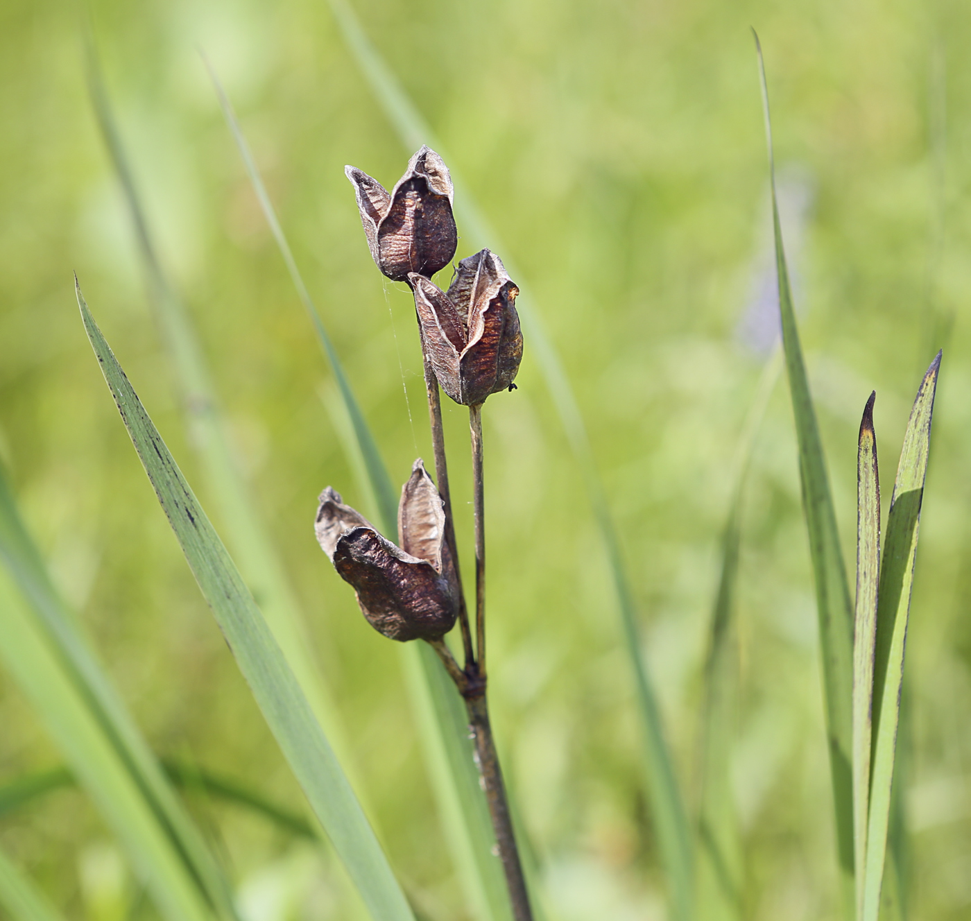 Image of Iris sibirica specimen.