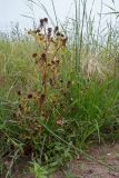 Bidens radiata