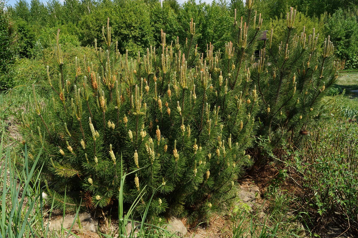 Image of Pinus mugo specimen.