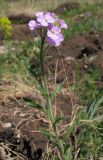 Clausia aprica