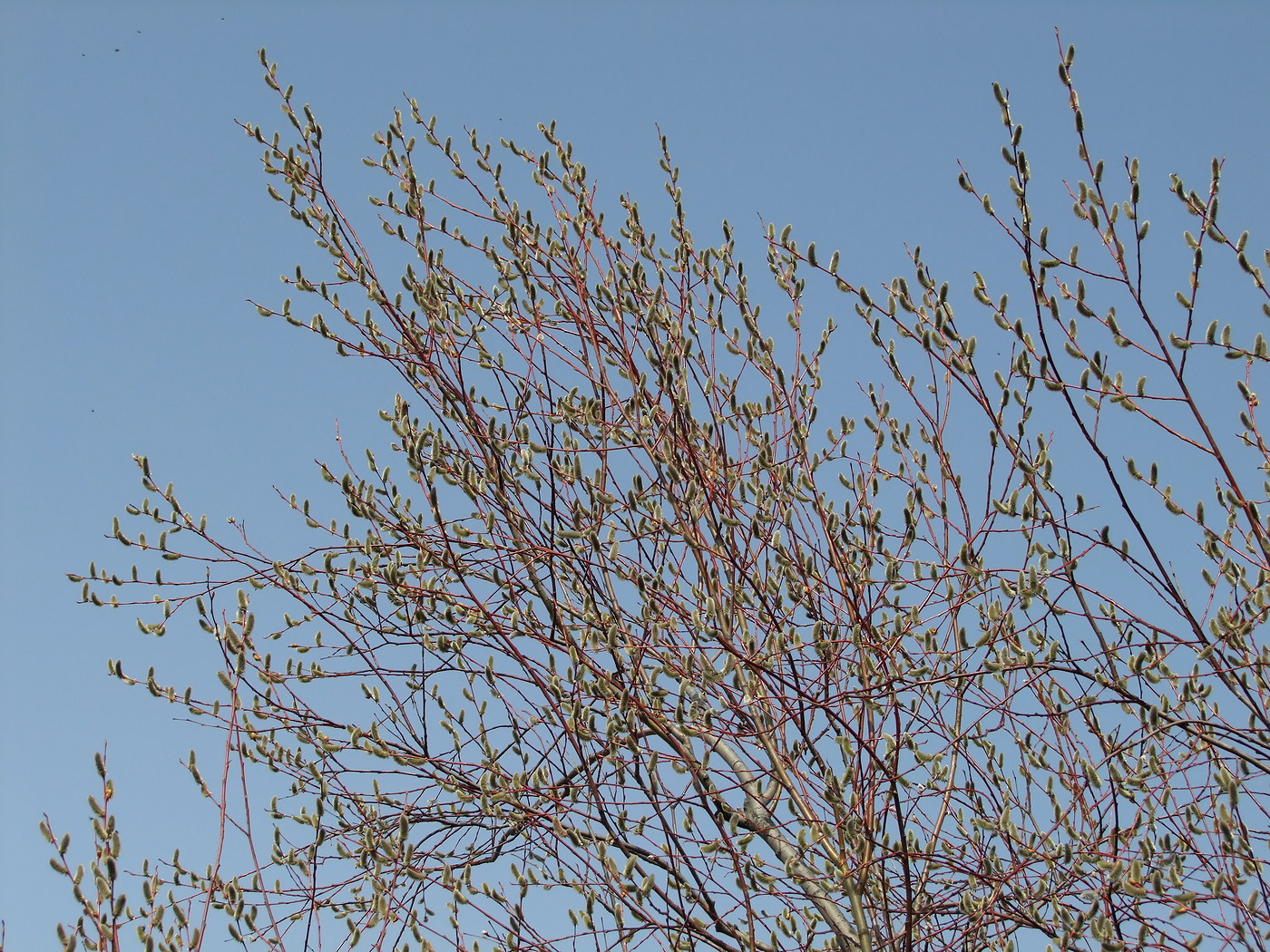 Image of Salix rorida specimen.