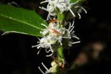 Ilex colchica. Часть побега с мужским соцветием. Республика Адыгея, Майкопский р-н, ок. 5 км юго-восточнее хутора Победа, долина реки Фарс, урочище Калмыцкое, буковый лес. 06.05.2018.