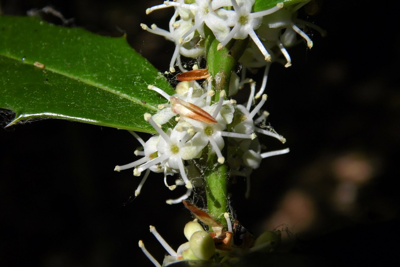 Image of Ilex colchica specimen.