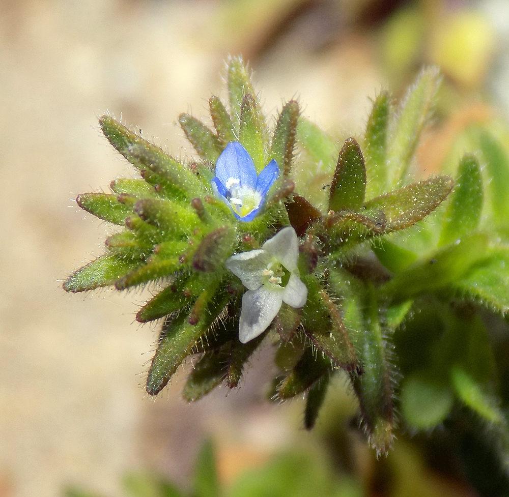 Image of Veronica arvensis specimen.