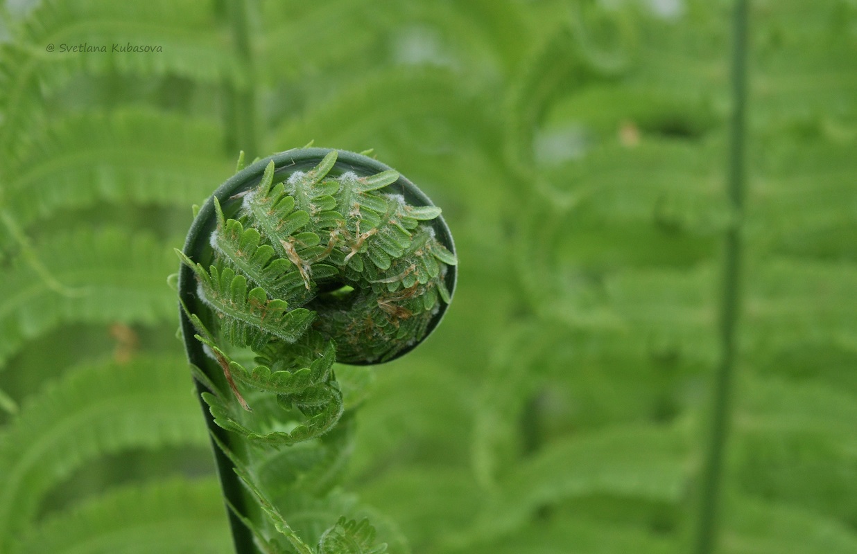 Image of Matteuccia struthiopteris specimen.