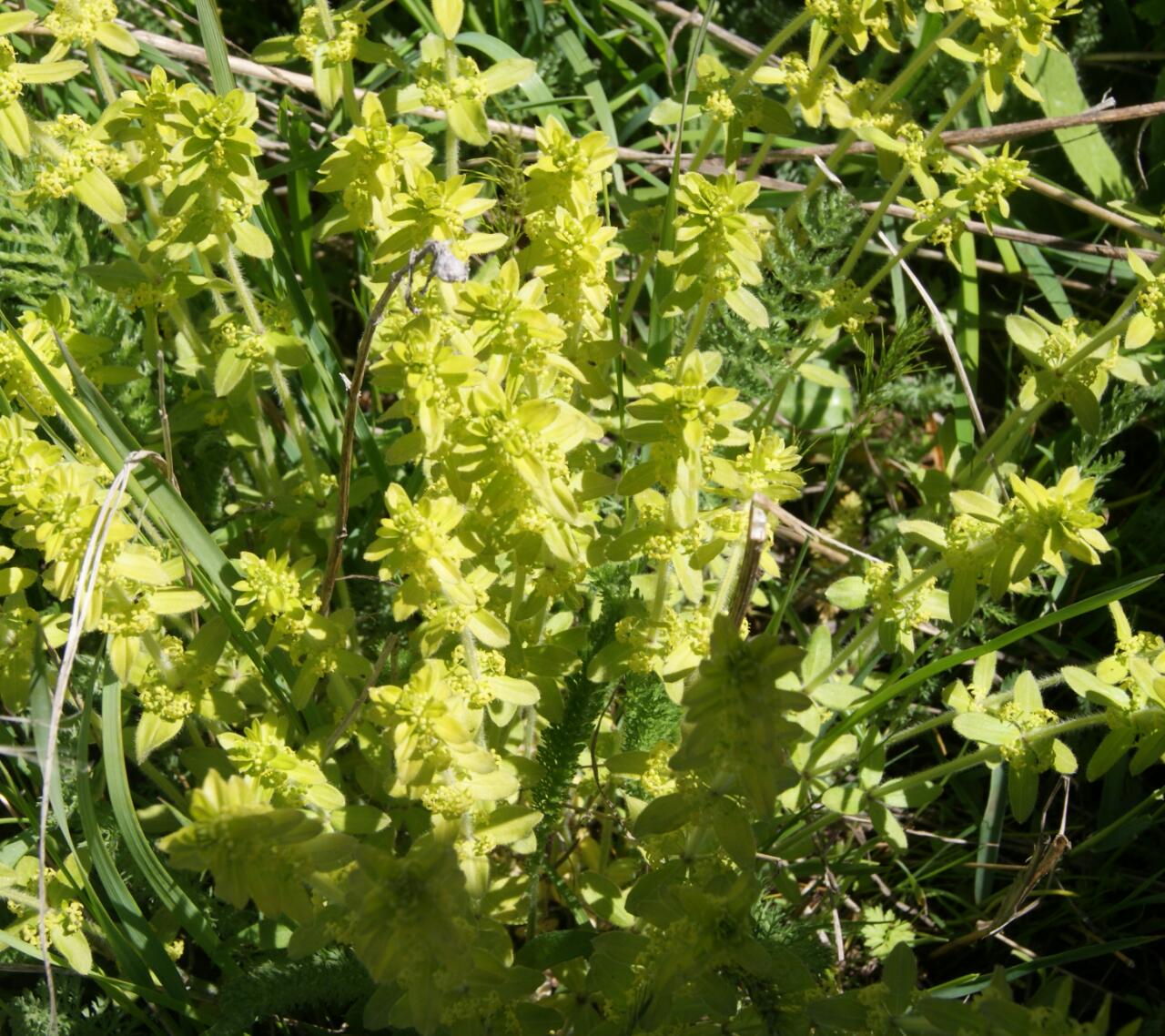 Image of Cruciata laevipes specimen.