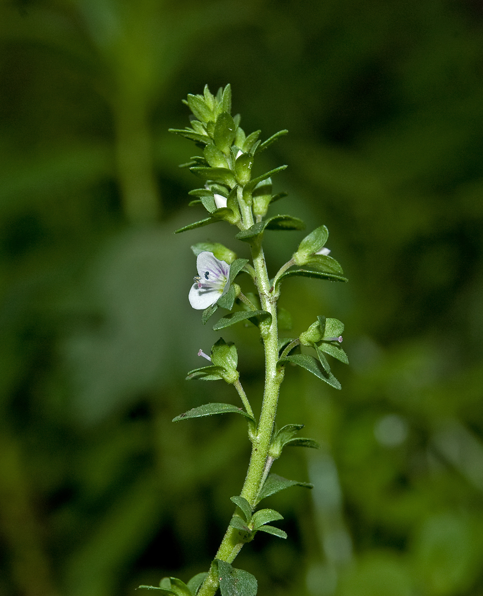 Image of Veronica serpyllifolia specimen.