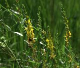 Genista tinctoria. Верхушки побегов с цветками и бутонами. Владимирская обл., Ковровский р-н, окр. дер. Митино, обочина дороги в сосновом лесу. 30.06.2016.