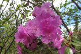 Rhododendron sajanense. Цветки и листья. Красноярский край, Шушенский р-н, национальный парк \"Шушенский Бор\", Западный Саян, хребет Борус, урочище Водопад, тайга зеленомошная на курумнике у верхней границы леса. 03.06.2018.