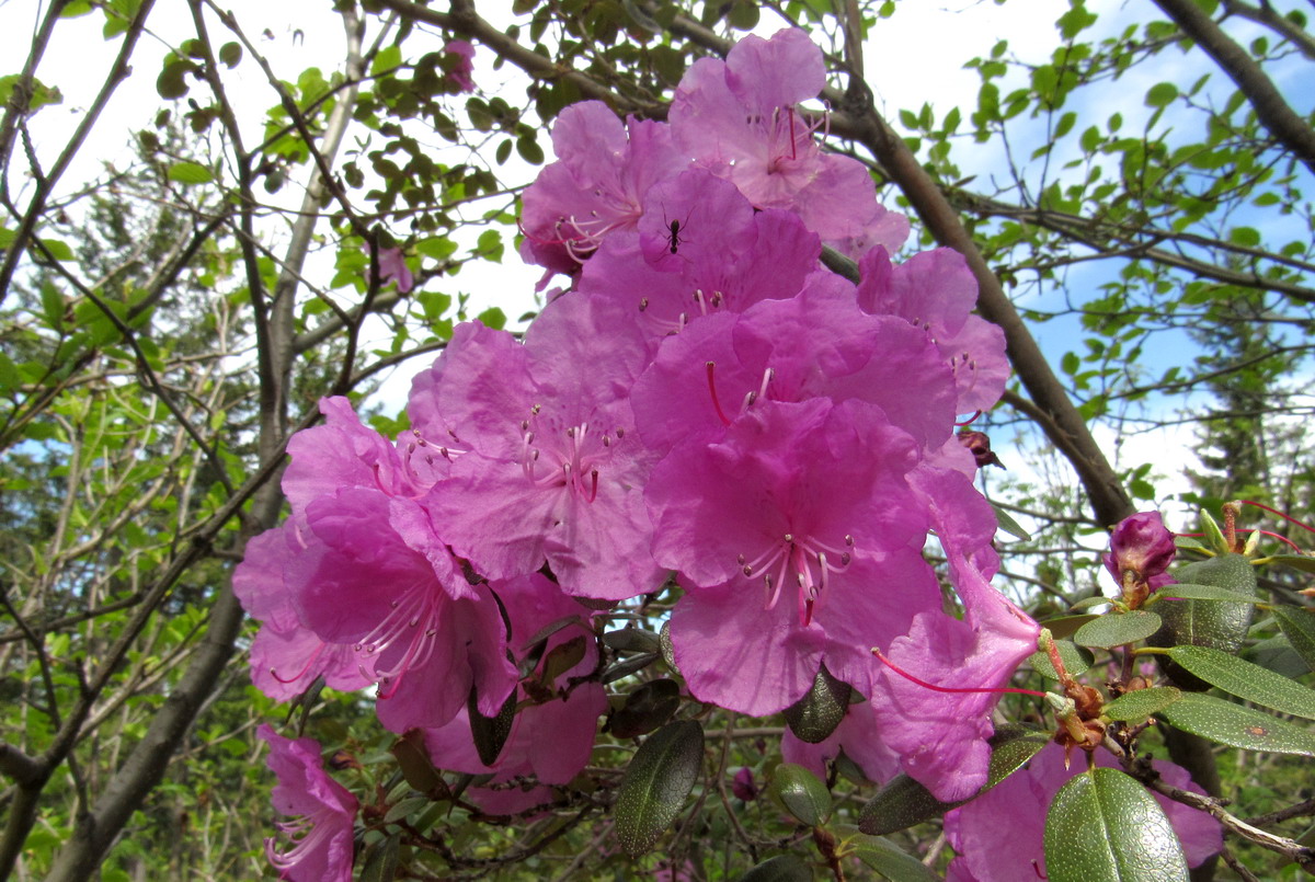 Image of Rhododendron sajanense specimen.