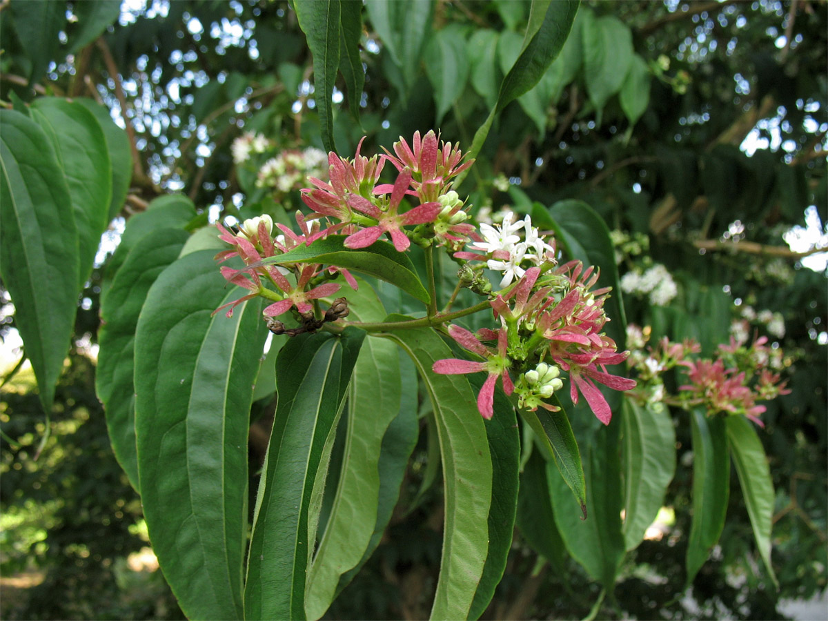 Image of Heptacodium miconioides specimen.