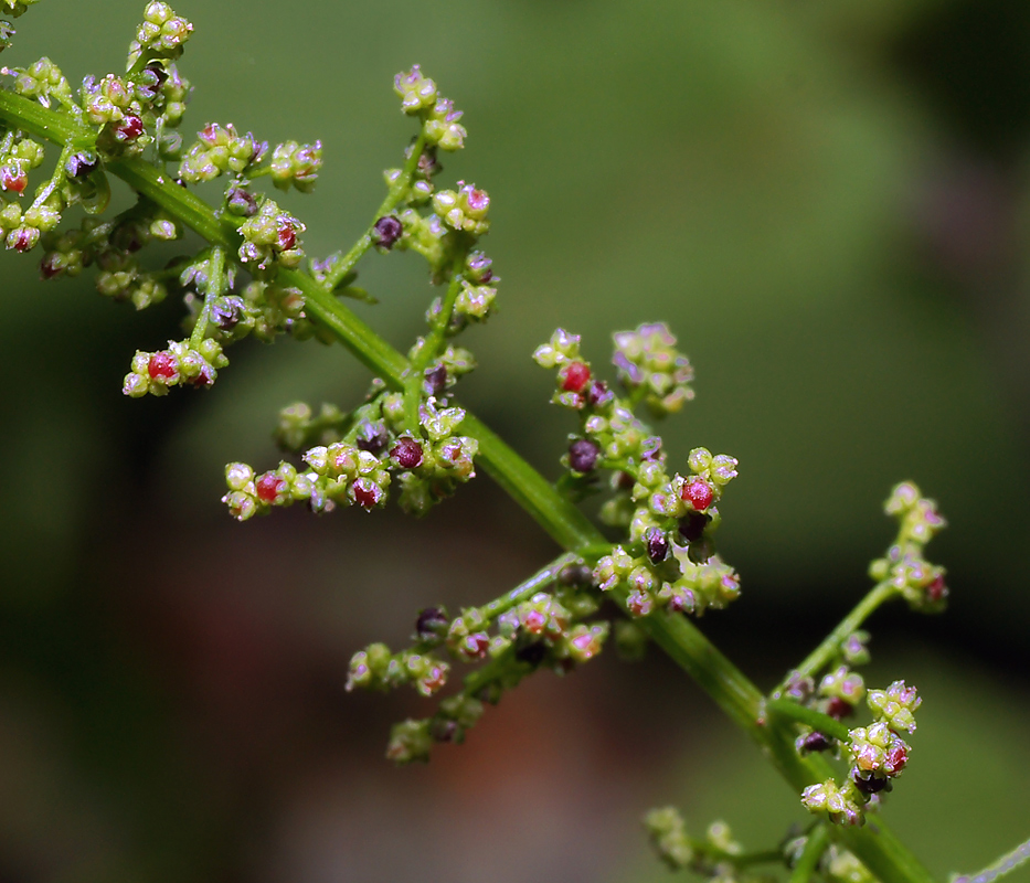 Изображение особи Lipandra polysperma.