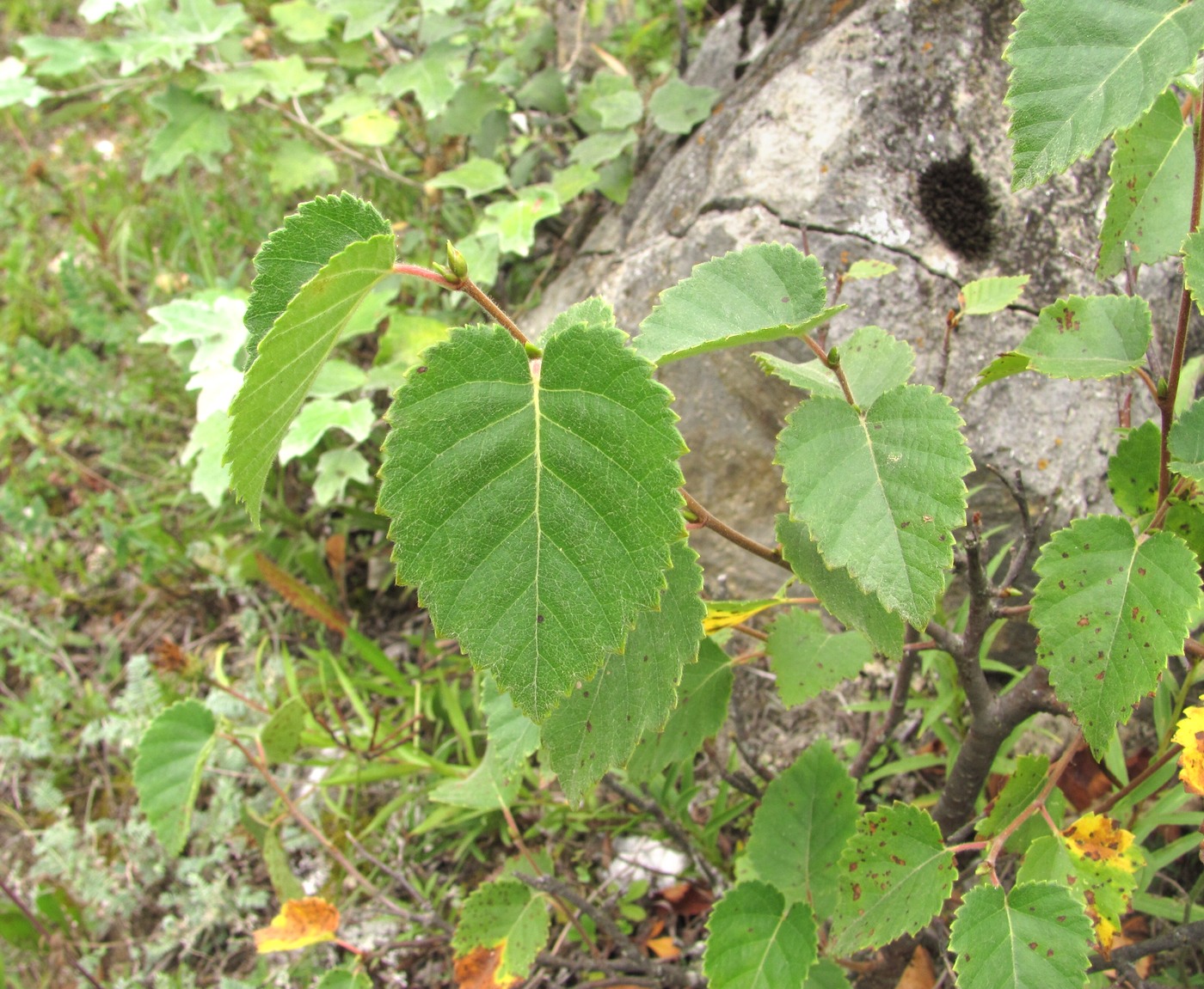 Image of genus Betula specimen.