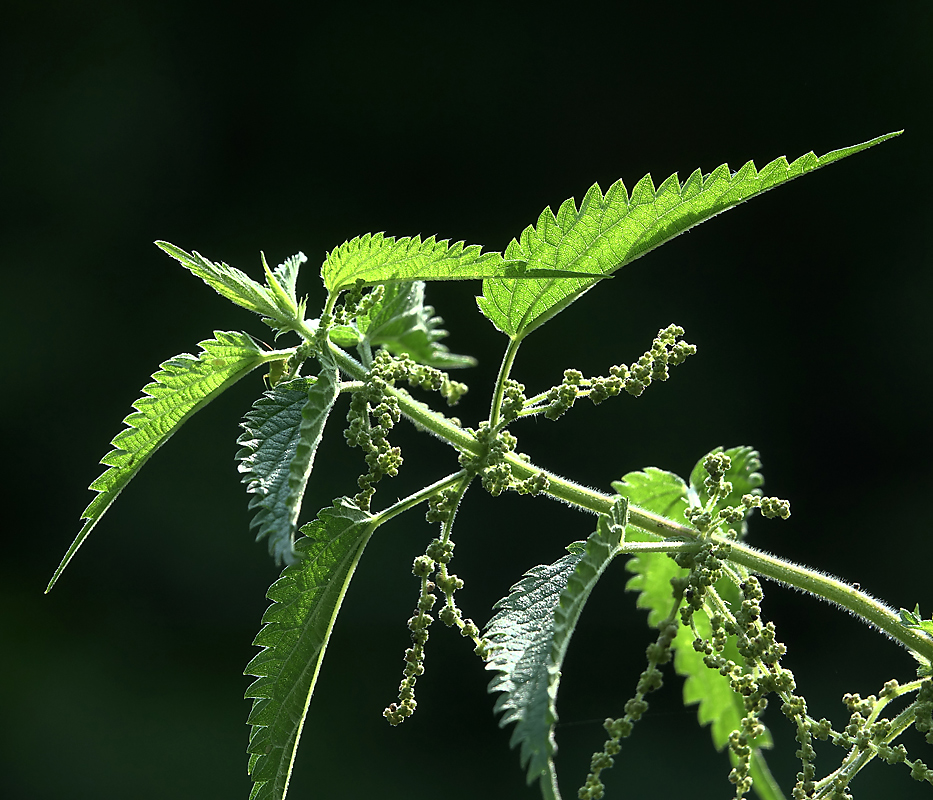 Изображение особи Urtica dioica.